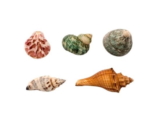 Набор для раскопок "Ракушки"