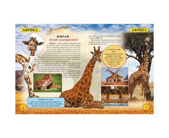 Фотоэнциклопедия "Дикие животные" из серии Мир вокруг нас