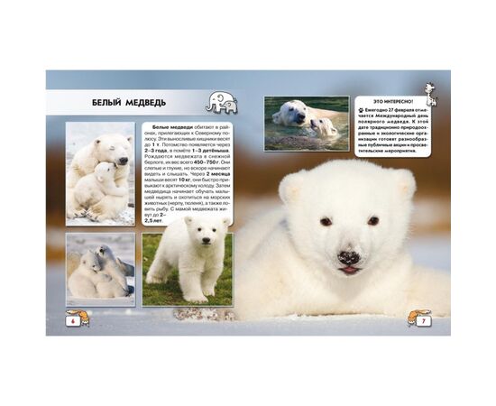 Фотоэнциклопедия "Детеныши животных" из серии Мир вокруг нас