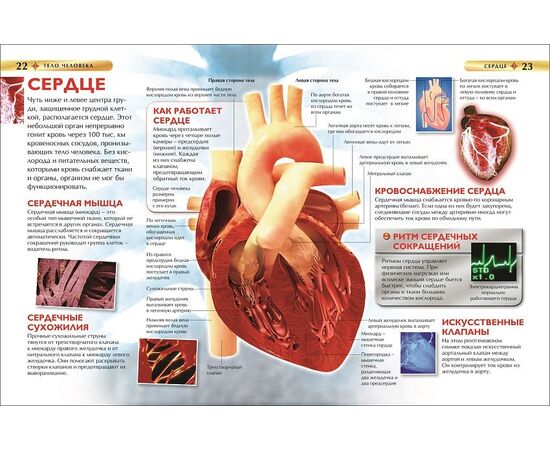 Детская энциклопедия "Тело человека" от издательства Росмэн