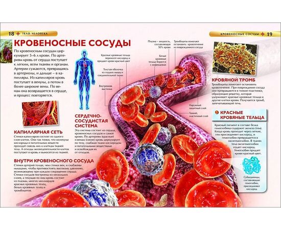 Детская энциклопедия "Тело человека" от издательства Росмэн